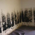Mold-Removal-Milpitas